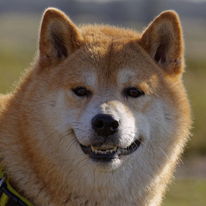 Dogecoin is all smiles as XRP, Binance Coin lose much-needed market momentum