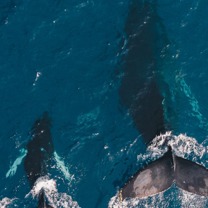 Bitcoin [BTC]: Whales move approximately $600 million worth of cryptos in under 10 minutes