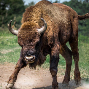 XRP/USD Price Analysis: Cryptocurrency enjoys short-term bull run as bears look for prey