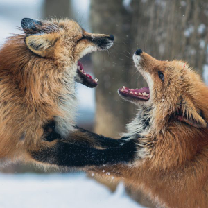 Bitcoin [BTC] does not need any more “contentious forks” this year: Cobra