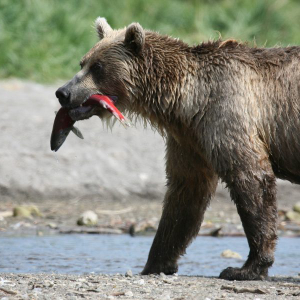 Bears take Bitcoin [BTC] for a ride as Litecoin [LTC] struggles with sideways movement