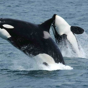 XRP whales move more than $12 million as token’s price continues to disappoint