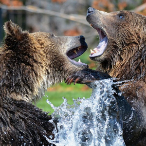 Cardano [ADA] Price Analysis: Token meandering in the bear zone