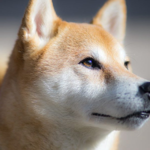Dogecoin’s [DOGE] growth proves crypto-market is unrelated to stock market, claims John McAfee