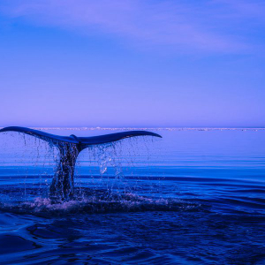Ethereum [ETH]: Whales control majority shares, but do not move it often, claims Chainalysis research