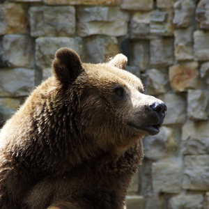 Bitcoin Cash [BCH] Price Analysis: Bears return as market correction precipitates decline