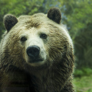 Litecoin bears take hold despite formation of falling wedge pattern