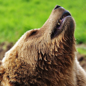 Litecoin [LTC] Technical Analysis: Bears likely to overwhelm bull’s short-term joy