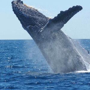 Bitcoin [BTC] whales are more active this year than the last quarter of 2018, says report