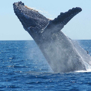 Tether [USDT] Whale Alert: 20 million USDT moved from Bitfinex to Tether Treasury as Bitcoin pumps