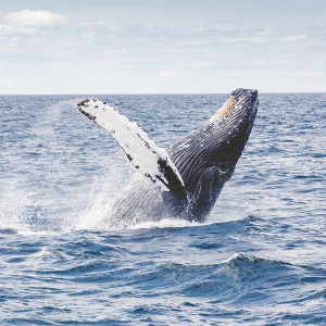 BTC whales move over $20 million from Bitstamp and Coinbase in different transactions