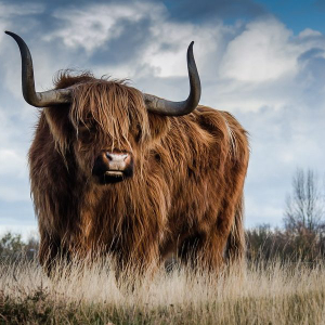 Bitcoin [BTC/USD] Price Analysis: Coin maintains solidarity with the bull