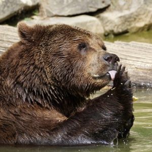 Bitcoin [BTC] Price Analysis: Bears feed on fallen coin as bulls abandon market