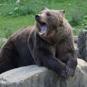 Litecoin [LTC] Technical Analysis: Bears retain the upper hand as bulls offer weak resistance