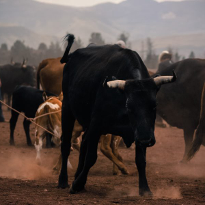 Bitcoin [BTC/USD] Technical Analysis: The bulls have come to stay this time