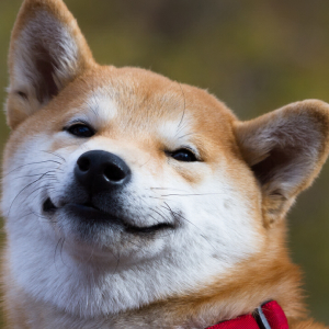 Can’t Keep a Good Dog Down: Meme Token Dogecoin Spiked Over 500% This Year