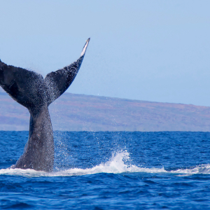 While Markets Move Sideways, Crypto Whale Sightings Increase