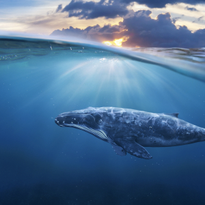 Win or Lose, These Crypto Whales Share Their Trades