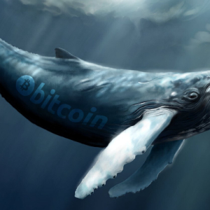 Bitcoin Whale Population Spikes to 1,882 – Highest Level in Three Years
