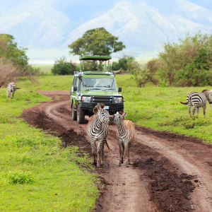 Riddell Travel Will Help You Arrange Your African Tour With BCH