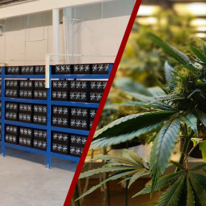 Australia: Police Mistake Bitcoin Mining Rigs for Marijuana Grow-Op in Botched Raid