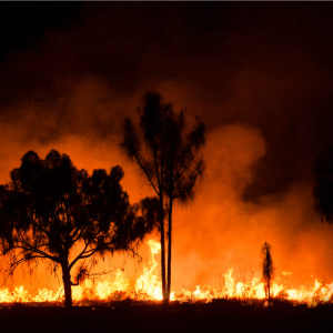 Bitcoin for Charity: BTC Donations are on for Australian Bush Fires