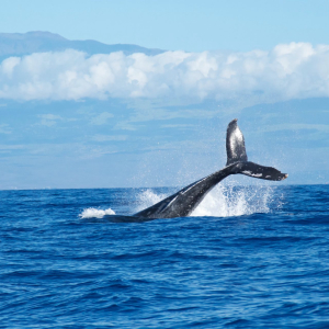 Whales Warn: Current Bitcoin Rally is Illiquid and Overextended