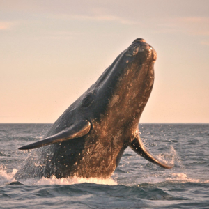Bitcoin Whale Activity Picked Up Just Before Price Swing, Data