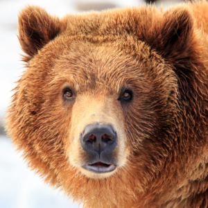 Bitcoin Price Analysis – A Grizzly Start to the Week