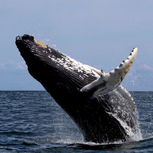 Bitcoin Whale Transfers $468 Million for ‘Low Dollar Fee’