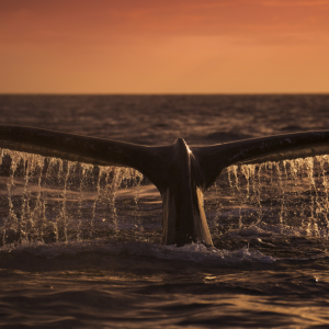 Bitcoin Price: Whales ‘Manufactured’ Dump to Accumulate More BTC