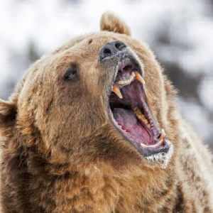 Bears Capitalize on Uncertainty as Bitcoin Price Drops Below $7,300