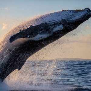 Chainalysis Finds That Bitcoin Whales Are Not the Sole Source of Market Volatility