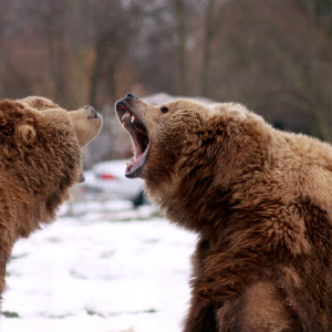 Bitcoin Price: BitMEX CEO Doubles Down on Bear Call, Says BTC Could Fall to $2,000