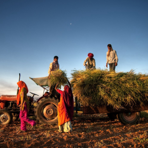 Blockchain Firm Partners Indian Government to Boost Earnings for Farmers