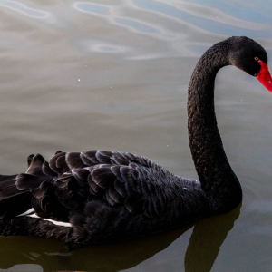 US Intelligence Officials Are Funding Research on Dollar-Crushing ‘Black Swan’ Events