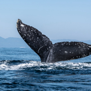 Drop in Bitcoin ‘Whale’ Addresses Suggests Market May Be Decentralizing