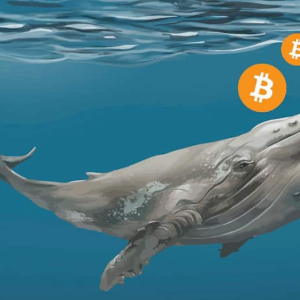 Bitcoin Whales Dominate BTC Price Movement and Ownership Even Today