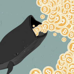 A Whale Moves Over $310 Million USD in BTC From Bittrex For a Mere $1 USD Fee