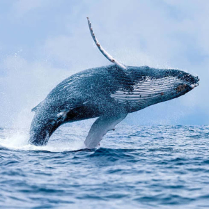 Bitcoin Whale Addresses Increasing as Unrealized Profits Hit Yearly Highs
