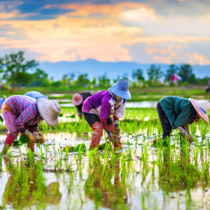 Thailand will use blockchain technology to trace agricultural products.