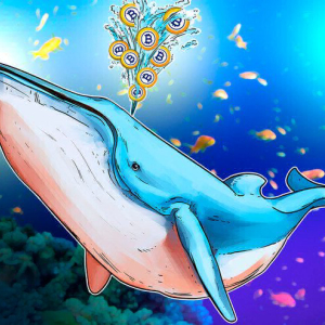 Bitcoin Gold Is Held Captive by Whale With Almost Half the Supply