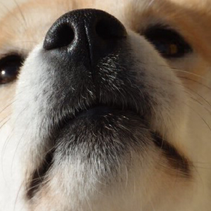 Elon Musk Teases Twitter With Dogecoin Reference, Again