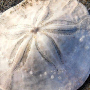 Bahamas Central Bank Launching Project Sand Dollar in Abaco