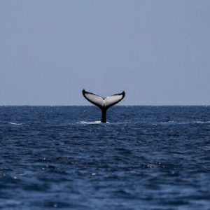 Bitcoin Whales Accumulated Over $106 Million in BTC After Price Drop, Data Shows