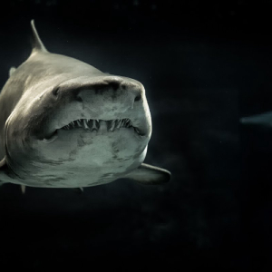 A ‘Shark’ Gives His Thoughts on Where the Bitcoin Price Is Going