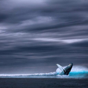 ‘Mega-Wealthy’ Bitcoin Whales Are Disappearing as Smaller Investors Accumulate, Says on-Chain Analyst
