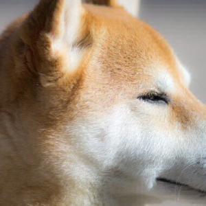 OKEx Adds Dogecoin Margin Trading and Savings Accounts Amid Viral Pump