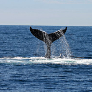 Mysterious Whale Buys 20,000 Ether on Crypto Exchange Binance