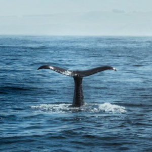 Crypto Whale Shorting Bitcoin Unless Massive Market Shift Occurs